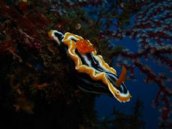 Chromodoris magnifica posing on Liberty wreck Tulamben. S... by Rory Ferguson 